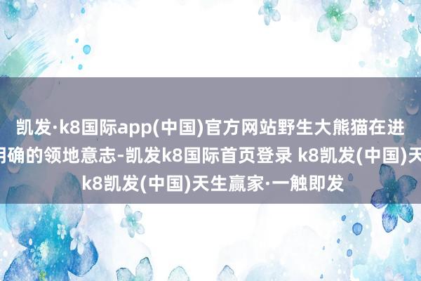 凯发·k8国际app(中国)官方网站野生大熊猫在进化历程中酿成了明确的领地意志-凯发k8国际首页登录 k8凯发(中国)天生赢家·一触即发